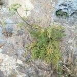 Athamanta sicula Alkat (teljes növény)