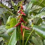 Heliconia latispatha Kvet