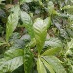 Psychotria viridis List