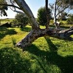 Eucalyptus cladocalyx Corteza