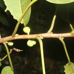 Ficus citrifolia Vrucht