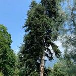 Abies cephalonica موطن