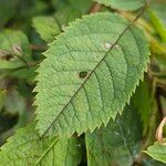 Rosa villosa Leaf