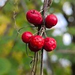 Dioscorea communis Fruit