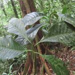 Pouteria reticulata Hoja