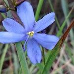 Aristea madagascariensis