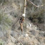Scorzonera aristata その他の提案