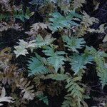 Polypodium californicum Hábito