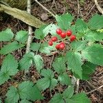 Actaea rubra पत्ता