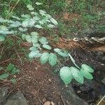 Bauhinia tomentosa Folha