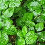 Potentilla indica Blatt