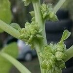 Amaranthus blitum Fruto