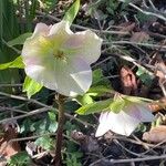 Helleborus orientalisBloem