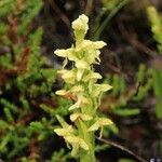 Platanthera hyperborea Floare