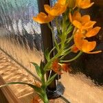 Ornithogalum dubiumЦветок