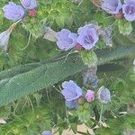 Echium callithyrsum Flower