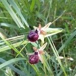 Ophrys sphegodes Květ