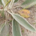Verbascum niveum Leaf