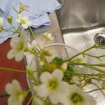 Saxifraga fragosoi Fleur