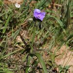 Tradescantia hirsutiflora Хабит