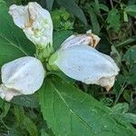 Chelone glabra Blüte