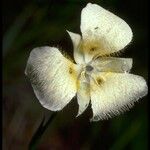 Calochortus apiculatus Blomma