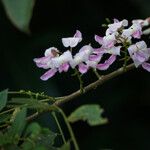 Gliricidia sepium Flower