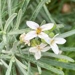 Parolinia intermedia Flower