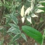 Euphorbia tithymaloides Leht