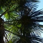 Mauritia flexuosa 叶