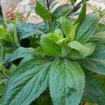 Digitalis canariensis Leaf