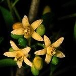 Dysoxylum bijugum Meyve