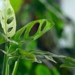 Monstera obliqua Leaf