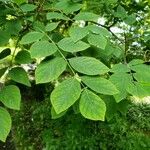 Maackia amurensis Leaf
