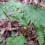 Dryopteris intermedia Corteza