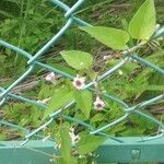 Paederia foetida Blüte