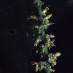 Miconia diaphanea Çiçek