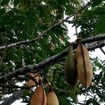 Castanospermum australe Плод