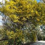 Acacia cultriformis Habit