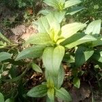 Saponaria officinalis Leaf