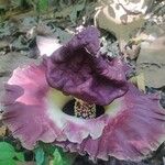 Amorphophallus paeoniifolius Virág