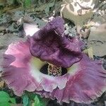 Amorphophallus paeoniifolius Flor