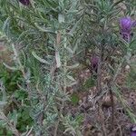 Lavandula stoechas 葉