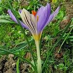 Crocus corsicus Flower