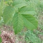 Fraxinus lanuginosa Leaf