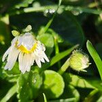 Bellis perennis 花