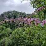 Buddleja japonicaFlor