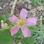 Oxalis violacea ফুল