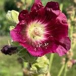 Alcea rosea പുഷ്പം