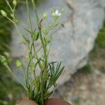 Sabulina verna Écorce